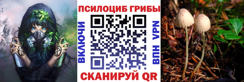 Псилоцибиновые грибы Psilocybe  где найти наркотики  Бикин 
